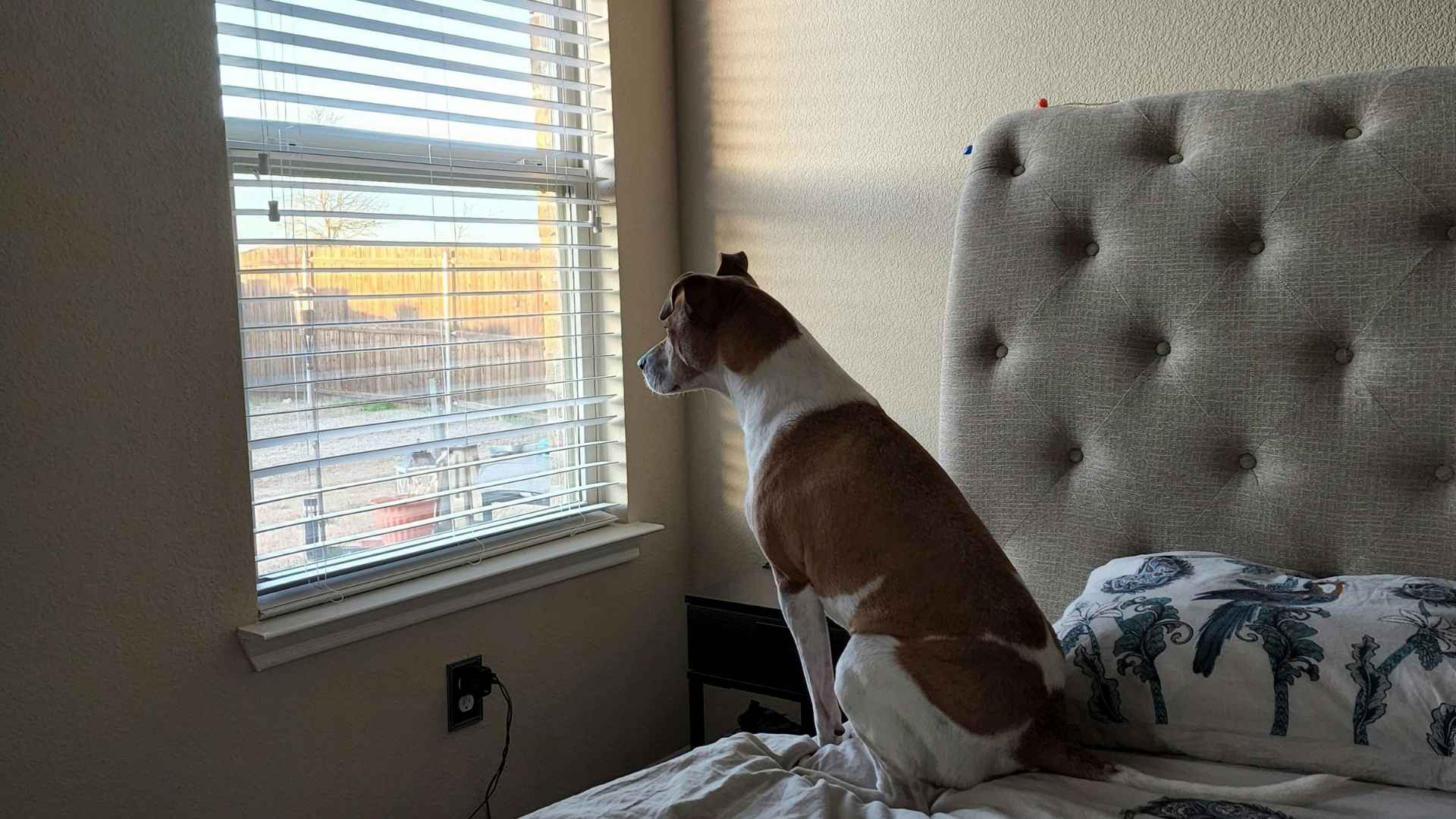 perro mirando por la ventana